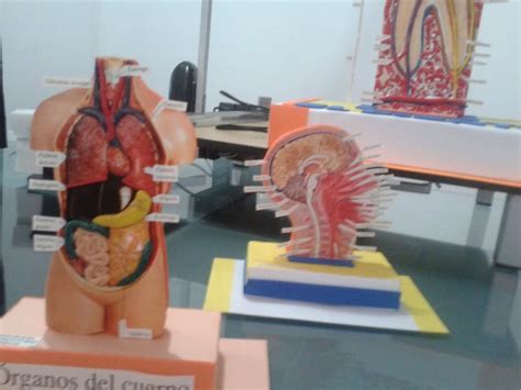 Maquetas Cuerpo Humano 1000 En Mercado Libre