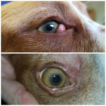 The gland slips out of place, and bulges forward, causing the distinctive red 'blob' that you can see in the photo on the left. Animal Eye Treatment Case Photos - Eye Specialists for Animals