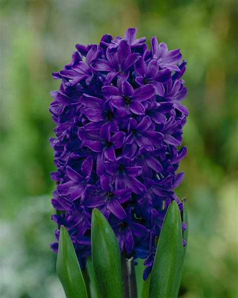 Hyacinth Peter Stuyvesant Bulbs — Buy Online At Farmer Gracy Uk