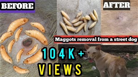 Removing Lots Of Maggots A Street Dog Maggots Removal A Stray Dog