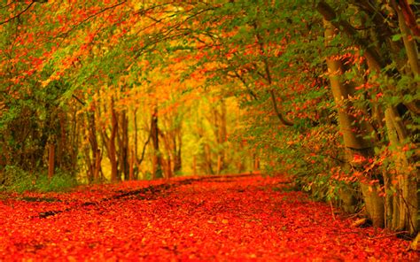 Free Download Autumn Wallpaper Widescreen Echomon