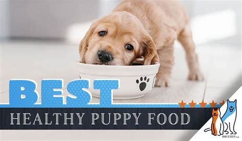 13 Best Puppy Foods Our 2022 In Depth Guide With Answers To Faqs