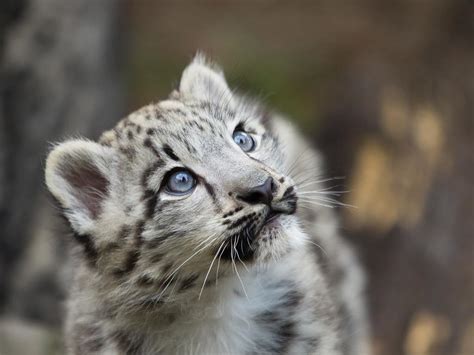 Snow Leopard Wallpaper Blue Eyes