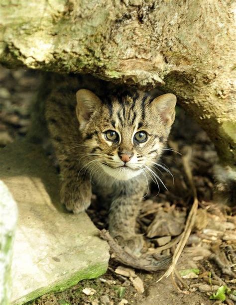 Asian Fishing Cat Wild Cat Species Wild Cats Small