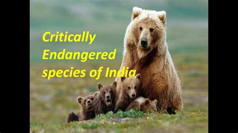 Critically Endangered Species Of India Youtube