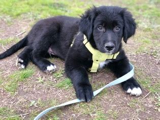 Golden retriever puppies are famously friendly and docile. View Ad: Border Collie-Golden Retriever Mix Litter of ...