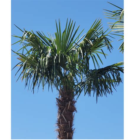Chamaerops Excelsa Trachycarpus Fortunei Palmier De Chine
