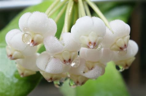 Hoya rotundiflora is a vining epiphytic plant in the dogbane family apocynaceae. Hoya rotundiflora