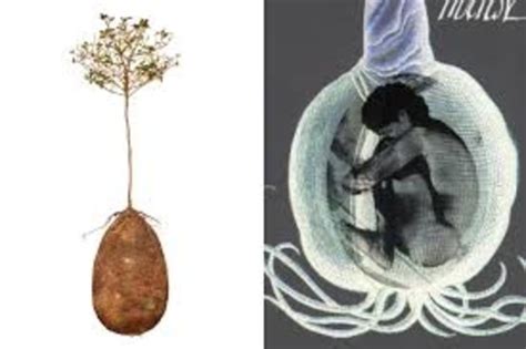 Goodbye Coffins These Organic Burial Pods Will Turn You Into A Tree After You Die