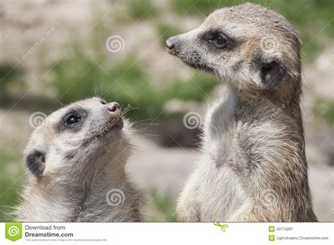 Two Meerkat Stock Image Image Of Animal Mouth Lookout 50774287