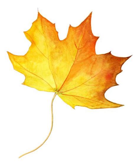Download premium illustration of red maple leaf framed background illustration about autumn, fall frame, fall leave, autumn leaf and fall 599705. Floating Lemons: 107: Maple Leaf