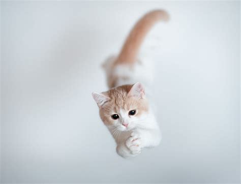 Jumping Kitten Date 20120803 Camera Dslr A900 Exposure Flickr