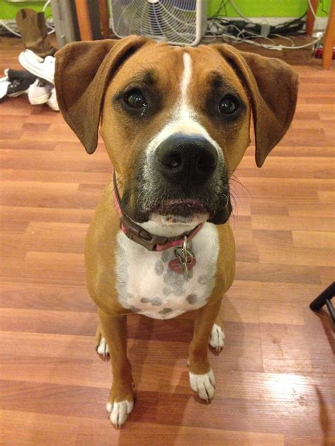 Olive Boxerpit Mix Is 16 Months Old Now I Think Shes Full