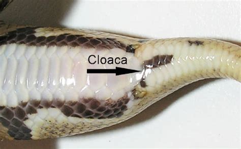 Animal Trivia Tail Of Snake