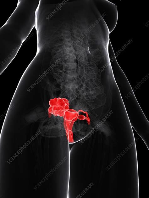 Female Reproductive System Artwork Stock Image F Science Photo Library
