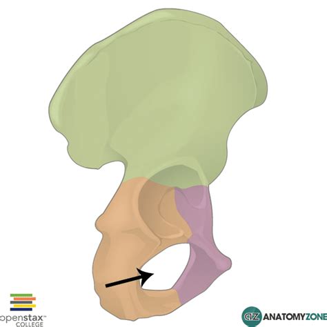 Obturator Foramen Anatomyzone