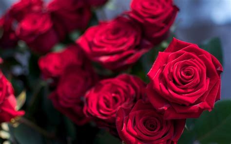 The designs of latest rose flower wallpapers widescreen 2 high definition wallpapers hd are best love for any who love nature. Roses Flowers HD Wallpapers Free Download