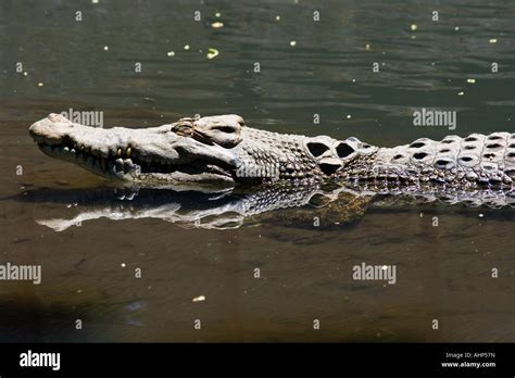 New Guinea Crocodile Crocodylus Novaeguineae Gembiraloka Zoo Yogyakarta