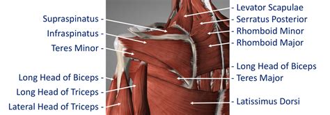 The anterior, lateral and posterior deltoid heads. Fig 11. Posterior Intermediate Muscles - Cambridge Shoulder