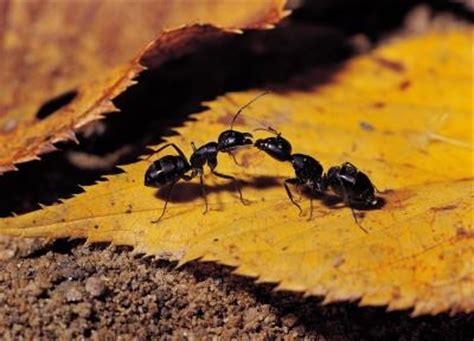 Most ant species can in fact bite you in the line ants that you see out there are generally carpenter ants and they can inflict some pain. Home Remedies to Get Rid of Flying Ants | eHow