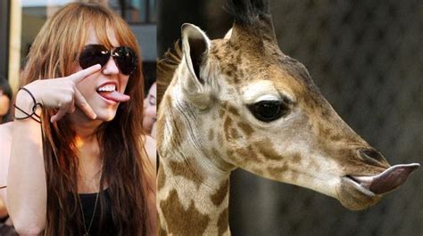 Miley Cyrus Animal Look Alike Miley Look Alike Animals Animals
