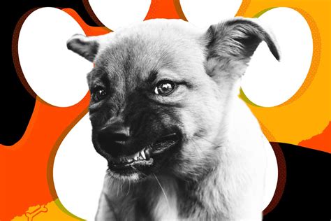Some dogs show aggression around food or other possessions. What Should I Do If My Puppy Growls And Bites Me - Puppy ...