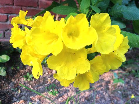 Yellow Bell Flowers Widen Your Horizon