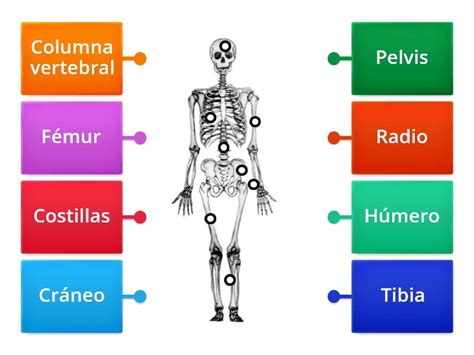 Huesos Del Cuerpo Humano Diagrama Con Etiquetas Sexiz Pix