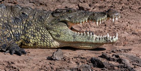The Mighty Crocodiles Of The Limpopo River Gvi Gvi