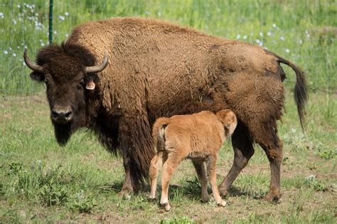 Its A Boy Bison Delivers Healthy Bull Calf Source Colorado State