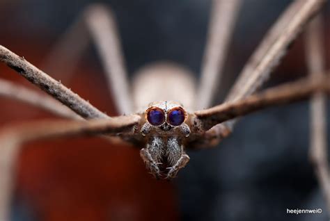 Within The Chronicles Frame Deinopidae Ogre Faced Spider Net