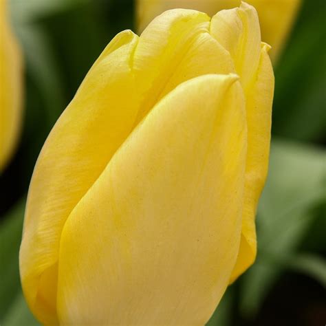 Buy Single Early Tulip Bulbs Tulipa Sunny Prince Pbr Delivery By