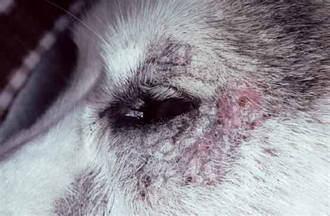 The Dog With Papules Pustules And Crusts Ivis