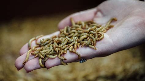 The Edible Insects Coming To A Supermarket Near You Bbc News