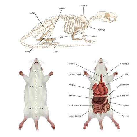 Brown Rat Description Origin Pest Diseases Laboratory Animal Pet