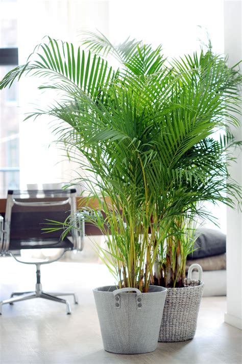 Areca Palm Easy Care And Enormous Sphere Big Indoor Plants Easy Care
