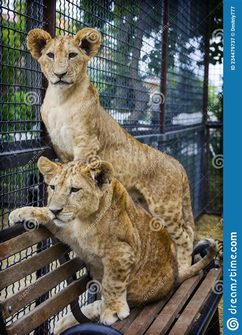 Tiger Cubs And Lion Cubs Play In The Zoo 10 Stock Image Image Of
