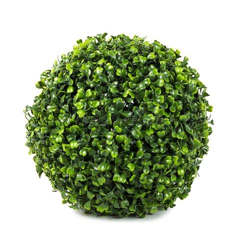 Artificial Boxwood Ball Topiary Bush Tree Stock Photo Image Of