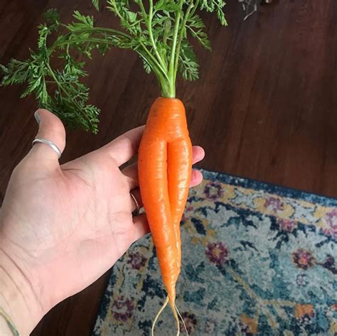 World’s Greatest Gallery Of Seductive Carrots Camtrader
