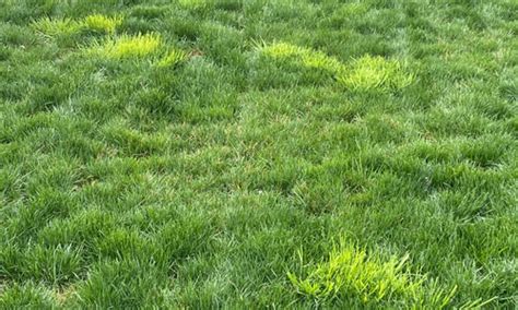 How To Identify And Get Rid Of Roughstalk Bluegrass Blades Of Green