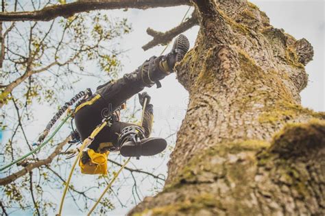 Arborist Or Lumberjack Climbing Up On A Large Tree Using Different
