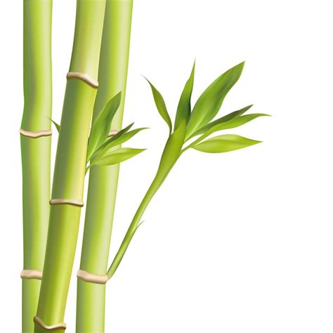 Bambou Feuilles Illustration Illustration Avec Des Objets Isolés
