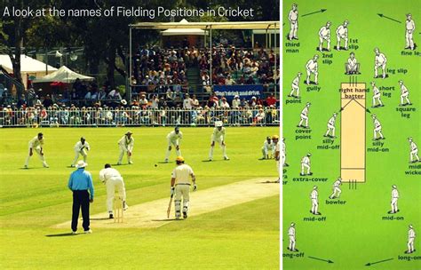Cricket Terminology Fielding Positions Sportsunfold