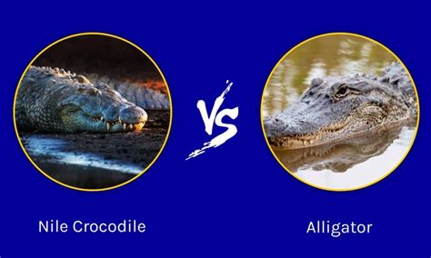 Nile Crocodile Vs Alligator What Are The Differences Az Animals