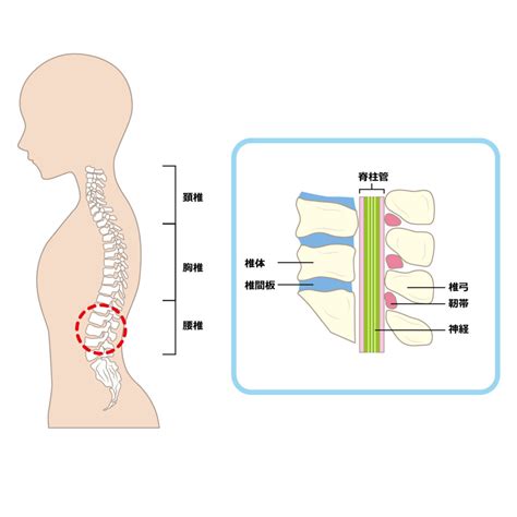 腰痛のメカニズム（椎間板） 芦屋 腰痛回復美肌labo 二宮鍼灸院