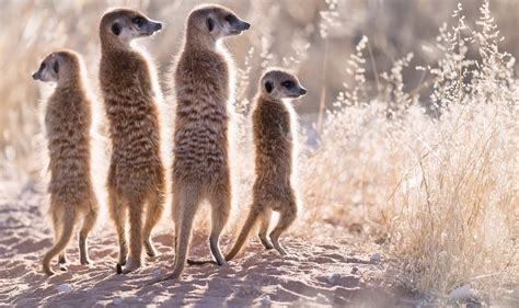 3840x2560 Africa Animal Close Up Mammal Meerkat Mongoose Nature