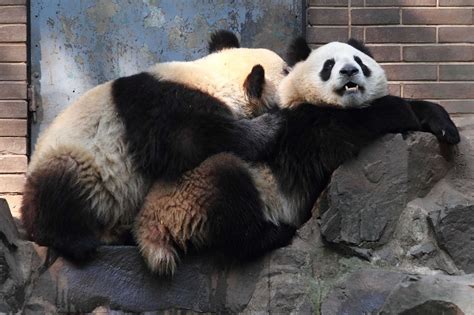 Panda Bear Sets Sex Record POPSUGAR Love Sex