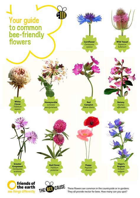 Your Guide To Common Bee Friendly Flowers Download Our