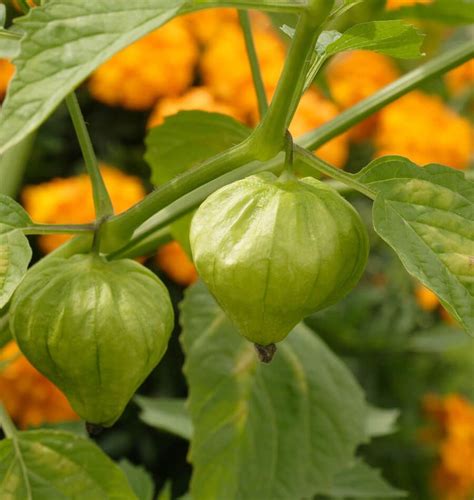 How To Grow Tomatillos Growing Vegetables Seeds Vegetables