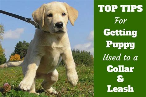 For this, we suggest the. How To Get Your Puppy Used To A Collar And Leash
